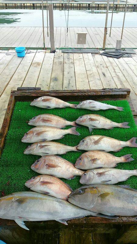 海の釣堀 海恵 釣果