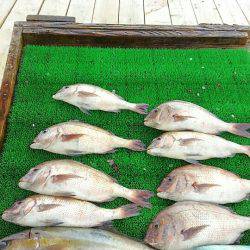 海の釣堀 海恵 釣果