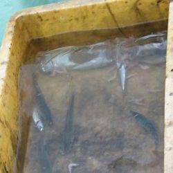 あみや渡船 JIGBOY 釣果