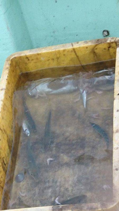 あみや渡船 JIGBOY 釣果