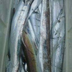 サンマリン 釣果