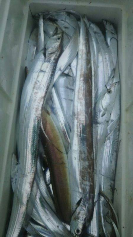 サンマリン 釣果