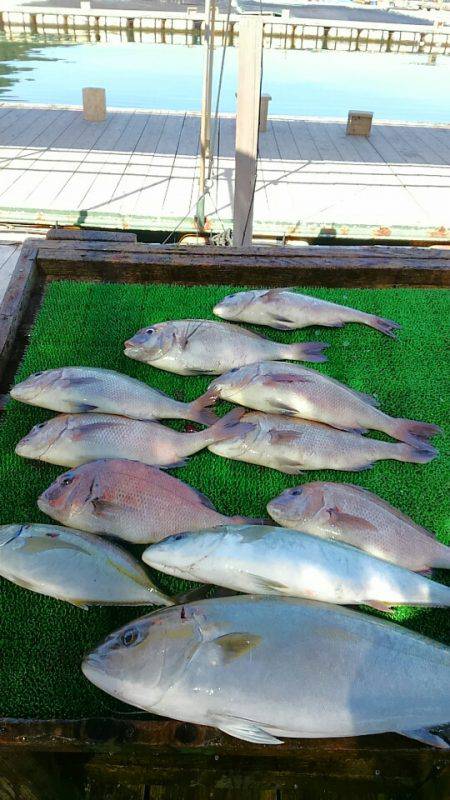 海の釣堀 海恵 釣果