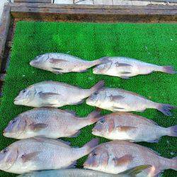 海の釣堀 海恵 釣果