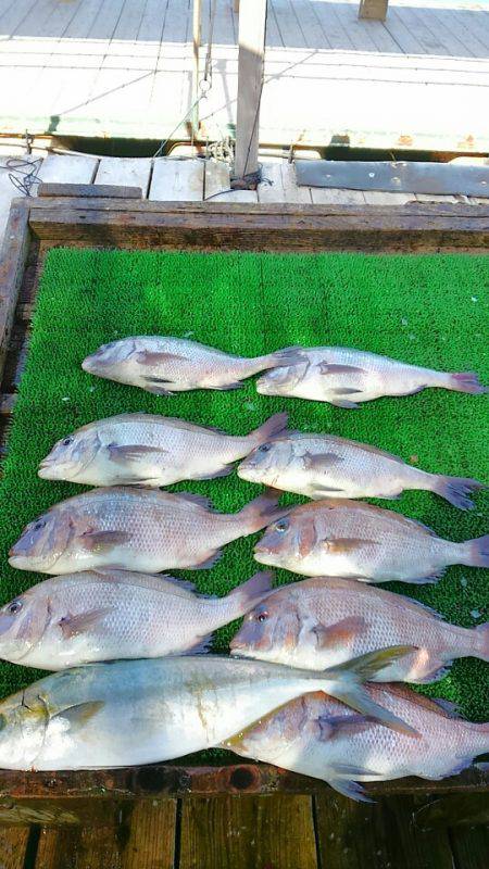 海の釣堀 海恵 釣果
