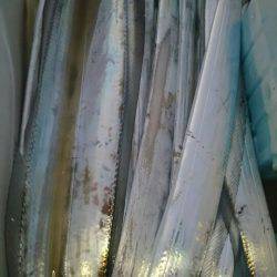 サンマリン 釣果