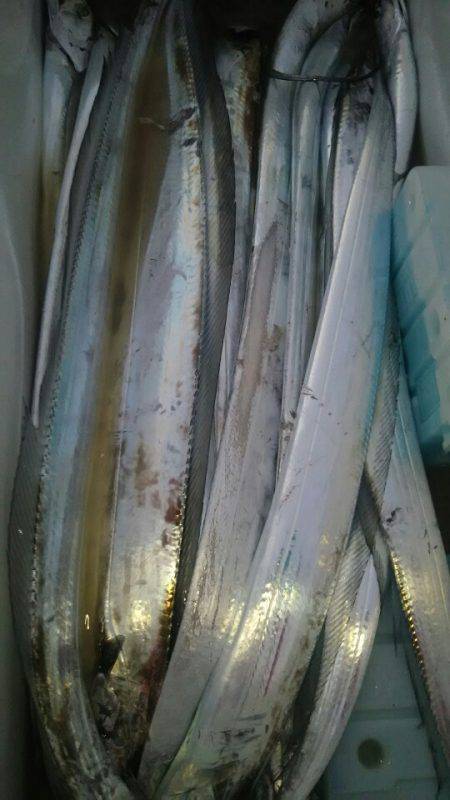 サンマリン 釣果