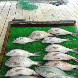 海の釣堀 海恵 釣果