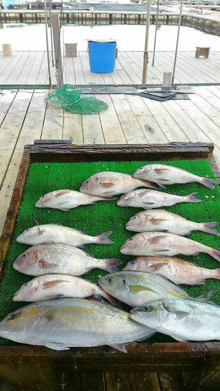 海の釣堀 海恵 釣果