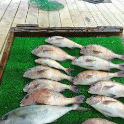 海の釣堀 海恵 釣果