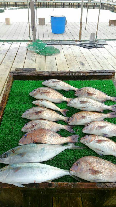 海の釣堀 海恵 釣果