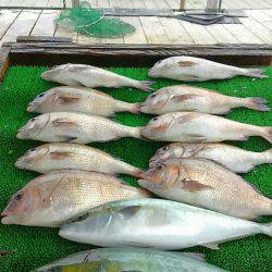 海の釣堀 海恵 釣果