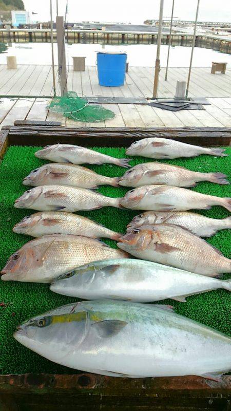海の釣堀 海恵 釣果