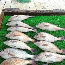 海の釣堀 海恵 釣果
