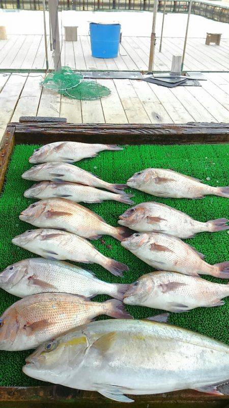 海の釣堀 海恵 釣果