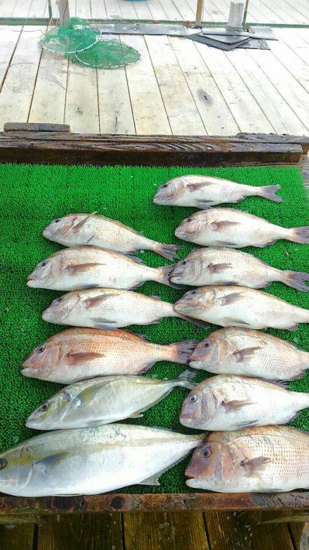 海の釣堀 海恵 釣果