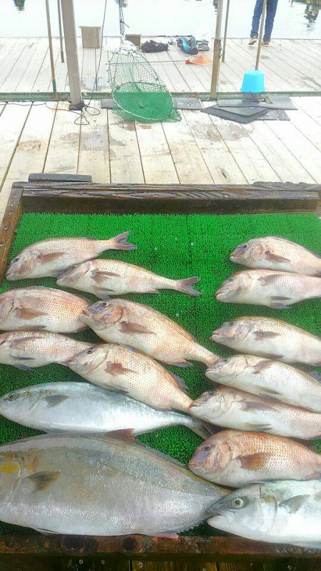 海の釣堀 海恵 釣果