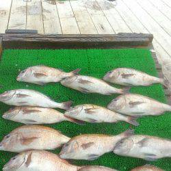 海の釣堀 海恵 釣果