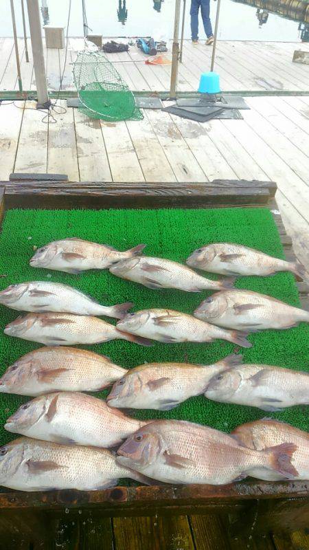 海の釣堀 海恵 釣果