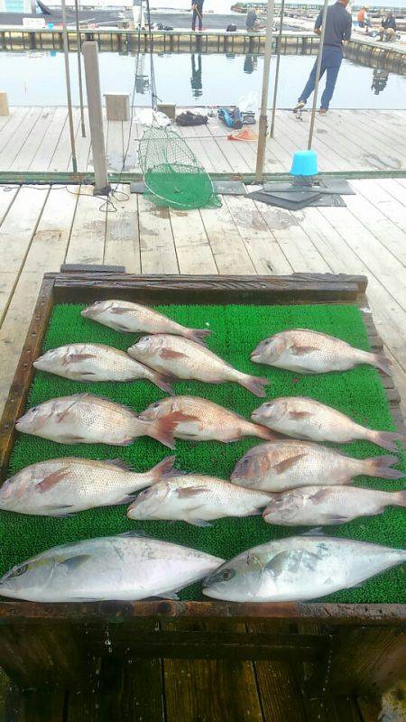 海の釣堀 海恵 釣果