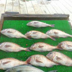 海の釣堀 海恵 釣果