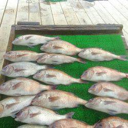 海の釣堀 海恵 釣果