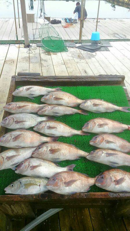 海の釣堀 海恵 釣果