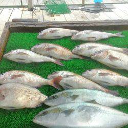 海の釣堀 海恵 釣果