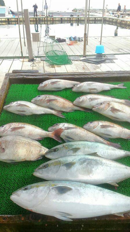 海の釣堀 海恵 釣果