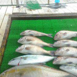 海の釣堀 海恵 釣果