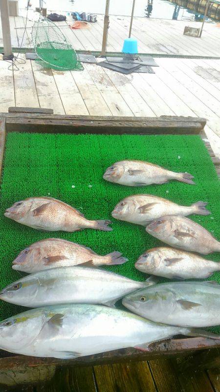 海の釣堀 海恵 釣果