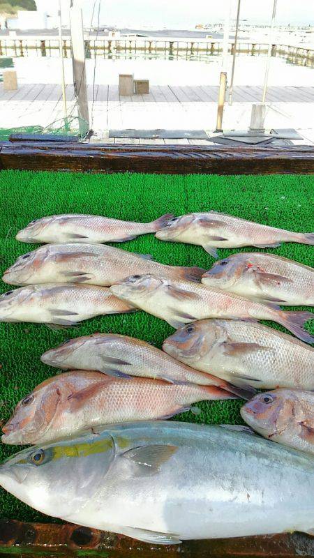 海の釣堀 海恵 釣果