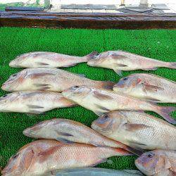 海の釣堀 海恵 釣果