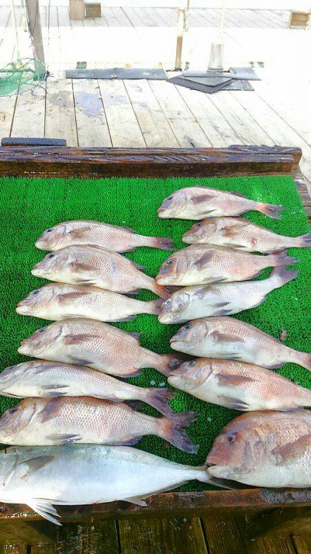 海の釣堀 海恵 釣果