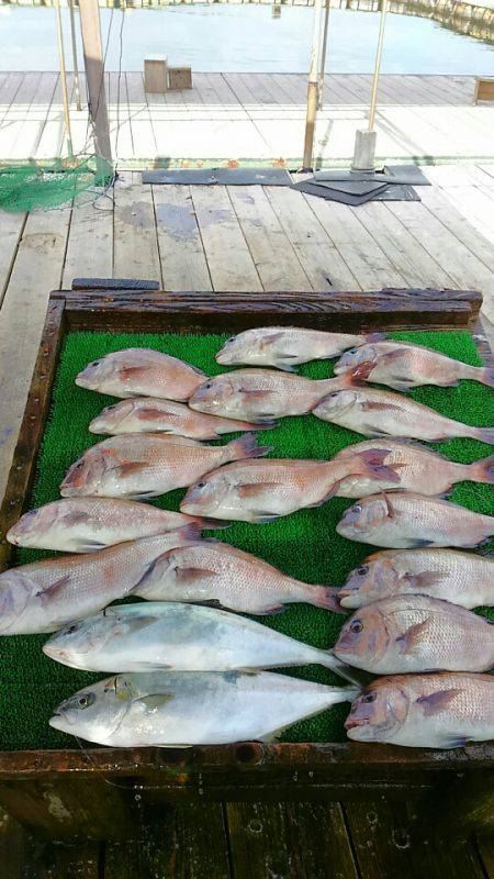海の釣堀 海恵 釣果