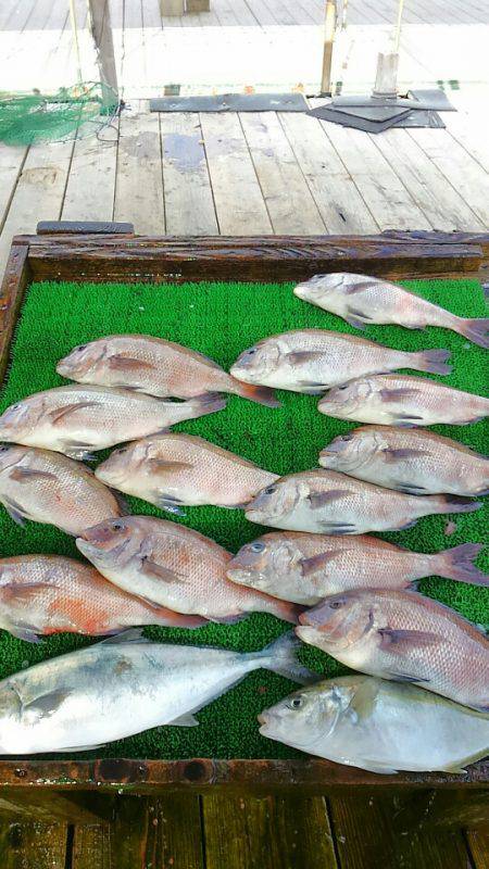 海の釣堀 海恵 釣果