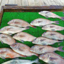 海の釣堀 海恵 釣果