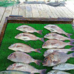 海の釣堀 海恵 釣果