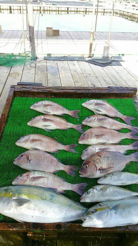 海の釣堀 海恵 釣果