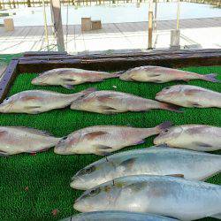 海の釣堀 海恵 釣果