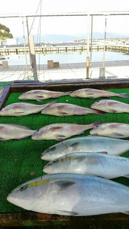 海の釣堀 海恵 釣果