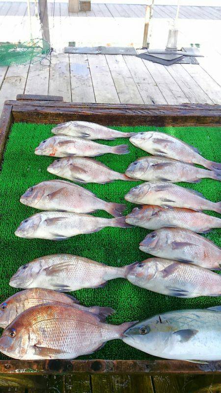 海の釣堀 海恵 釣果