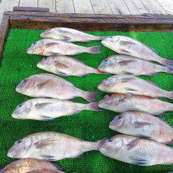 海の釣堀 海恵 釣果