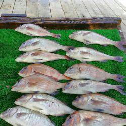 海の釣堀 海恵 釣果