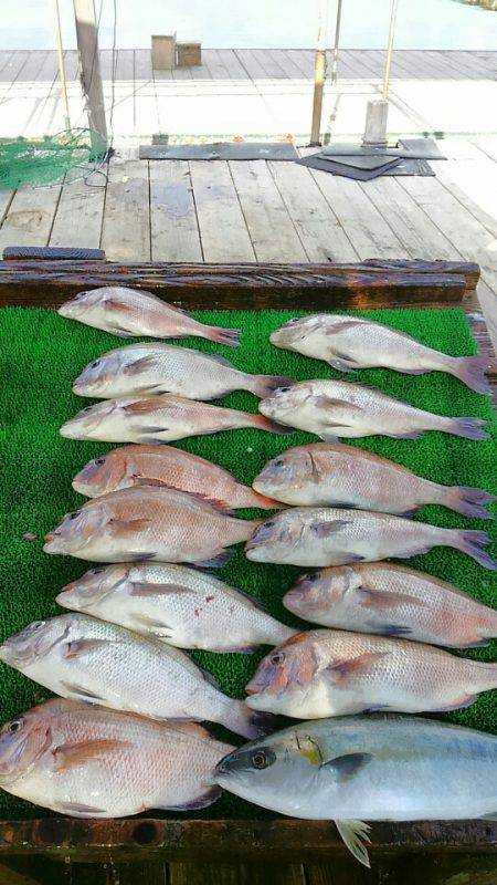 海の釣堀 海恵 釣果