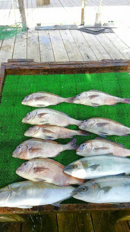 海の釣堀 海恵 釣果
