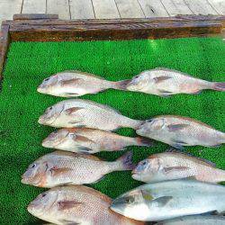 海の釣堀 海恵 釣果