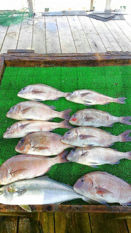 海の釣堀 海恵 釣果