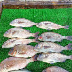 海の釣堀 海恵 釣果