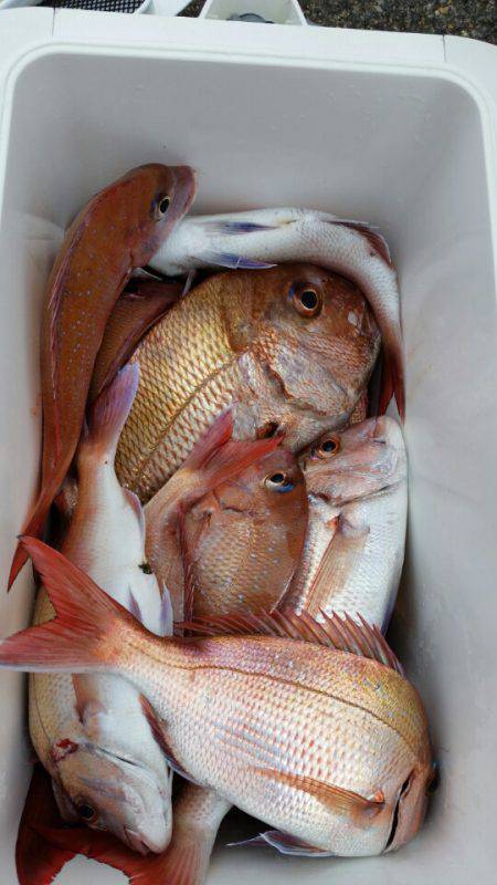 富士丸 釣果